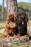 KING CHARLES SPANIEL 113